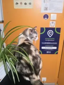 Chatte en soin énergétique Reiki