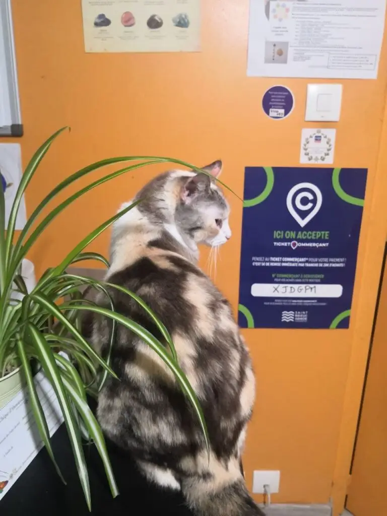 Chatte en soin énergétique Reiki